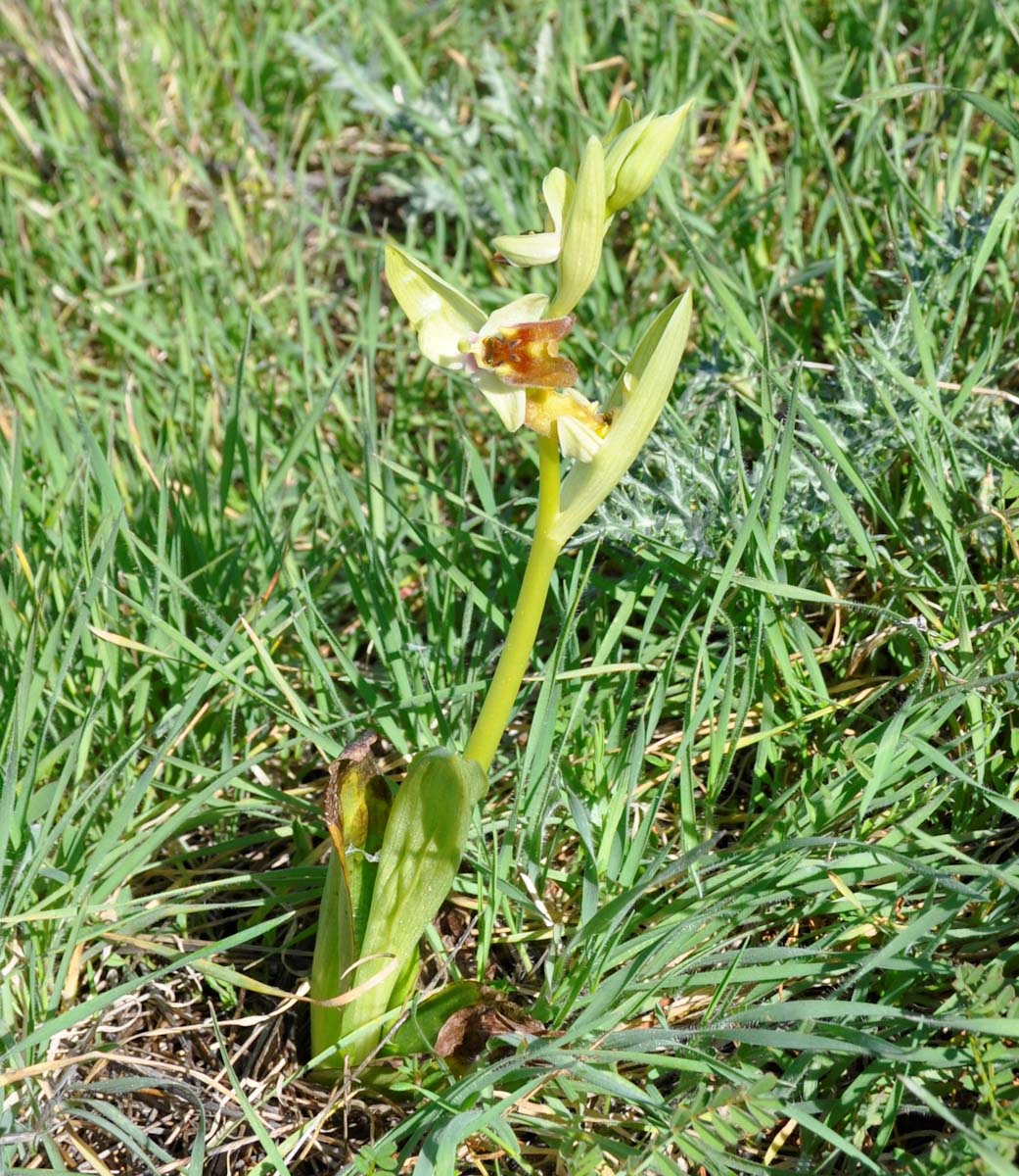 Image of Ophrys bornmuelleri specimen.