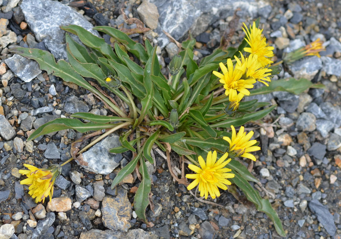 Image of Taraxacum pseudoatratum specimen.