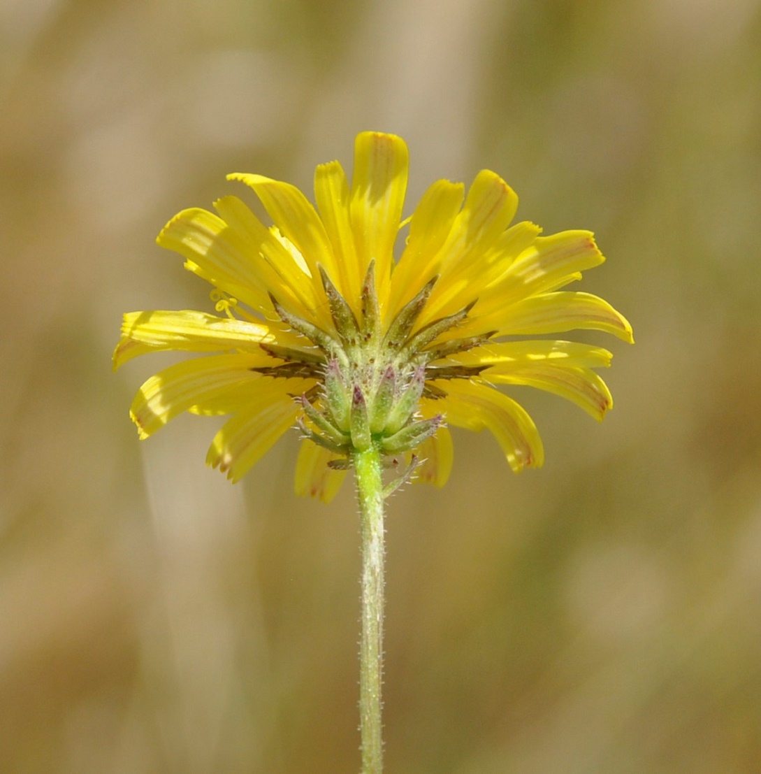 Изображение особи Picris rhagadioloides.