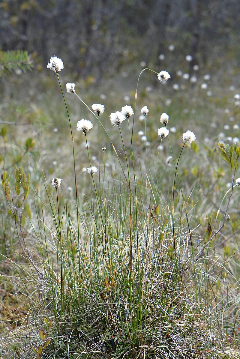 Image of Eriophorum vaginatum specimen.