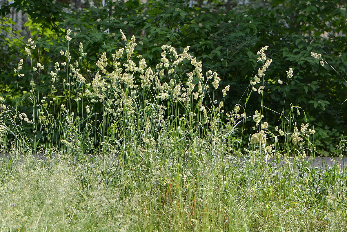 Image of Dactylis glomerata specimen.