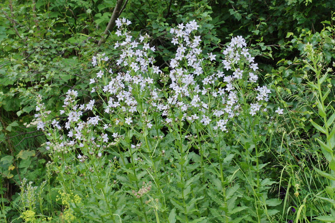 Image of Gadellia lactiflora specimen.