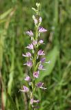 Dactylorhiza iberica. Соцветие. Крым, окр. с. Зеленогорье, ущ. р. Пананьян-Узень, пойма ручья, луг на берегу. 5 июля 2020 г.