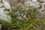 Allium vodopjanovae