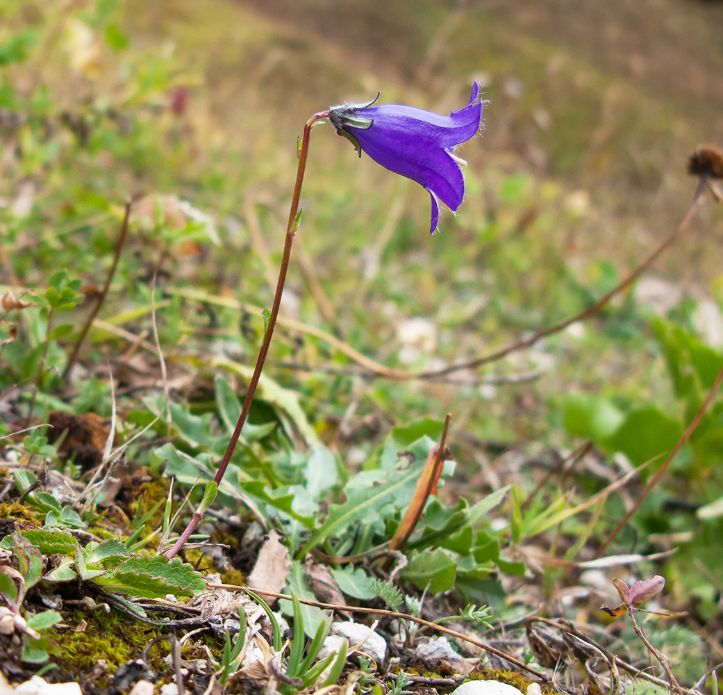 Image of Campanula albovii specimen.