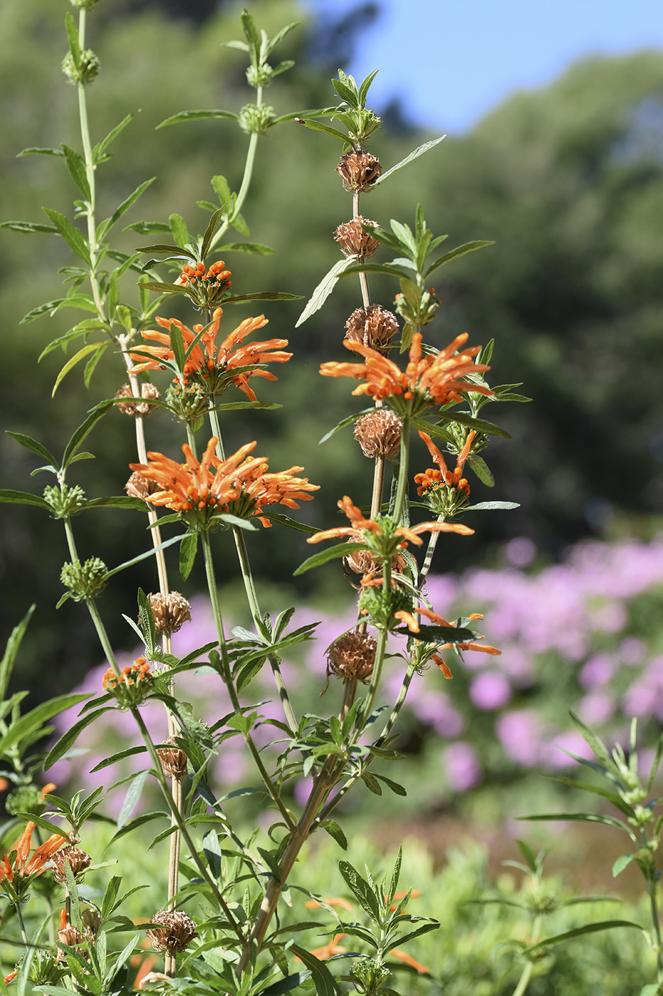 Изображение особи Leonotis leonurus.