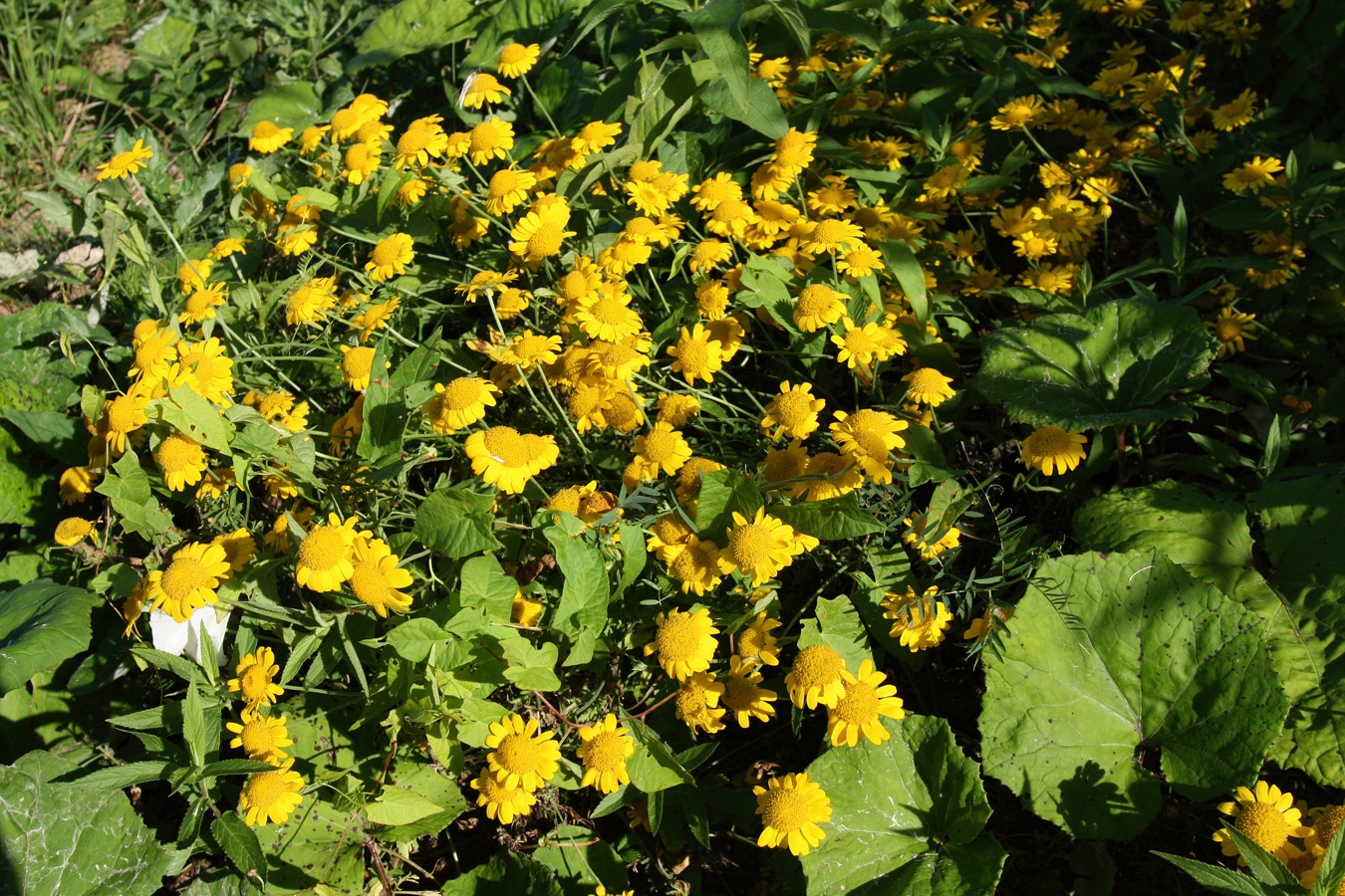 Image of Anthemis tinctoria specimen.