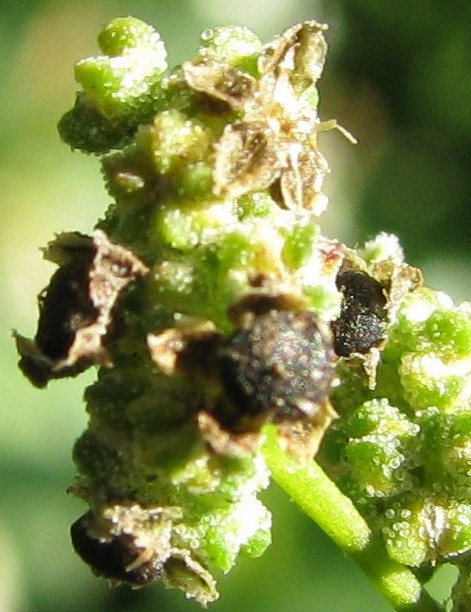 Изображение особи Chenopodium pedunculare.