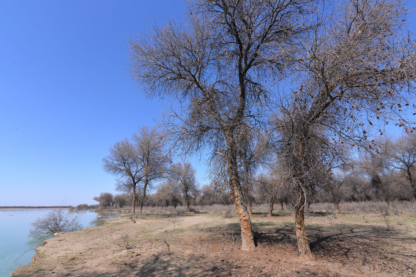 Image of Populus pruinosa specimen.