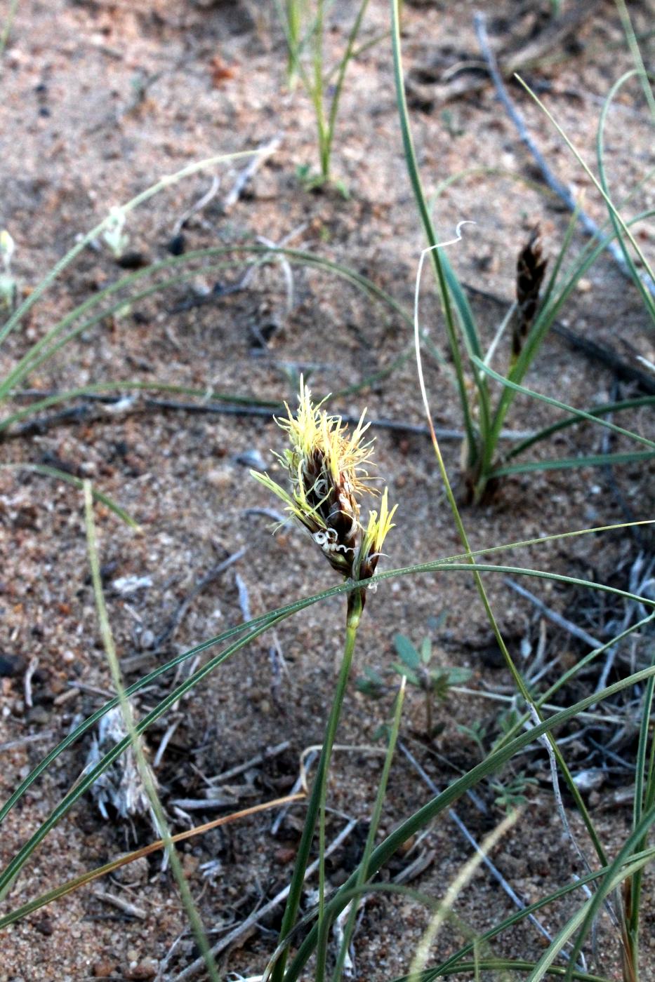 Image of Carex physodes specimen.