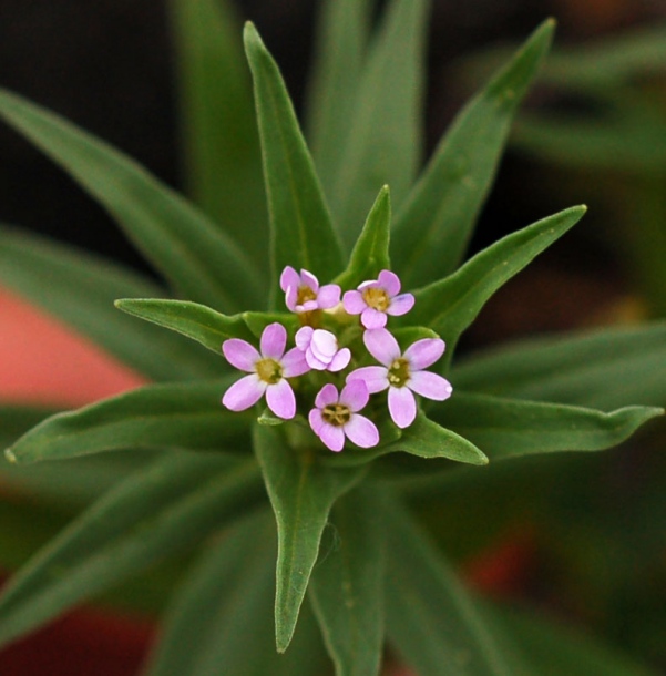 Image of Collomia linearis specimen.