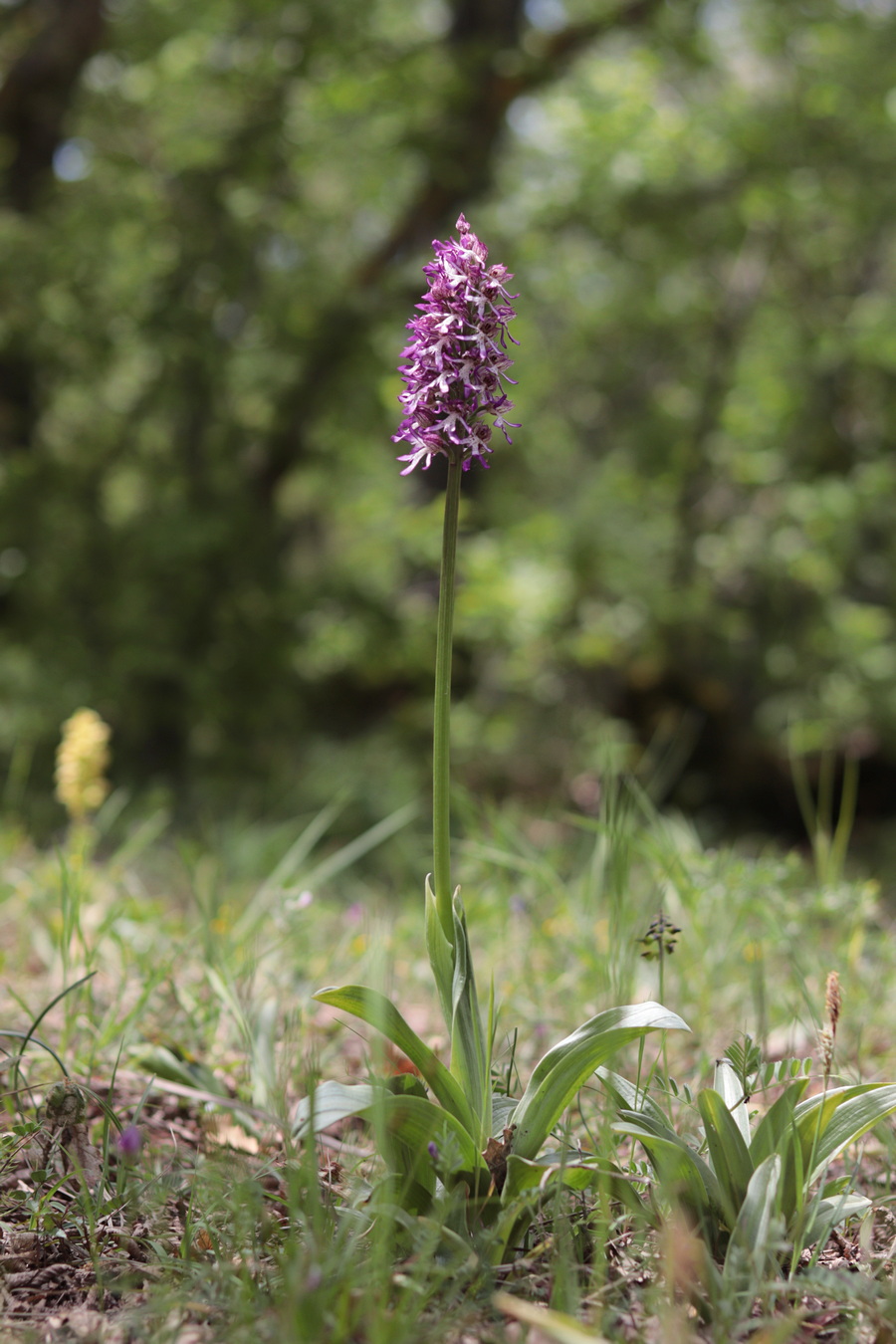 Изображение особи Orchis &times; angusticruris.