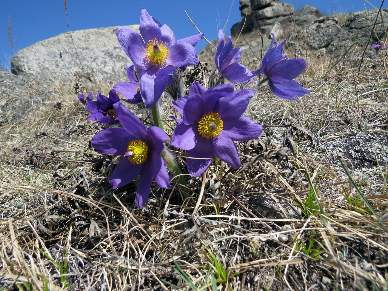 Изображение особи Pulsatilla patens.