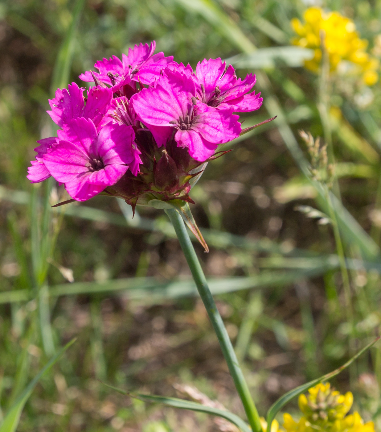 Image of Dianthus capitatus specimen.