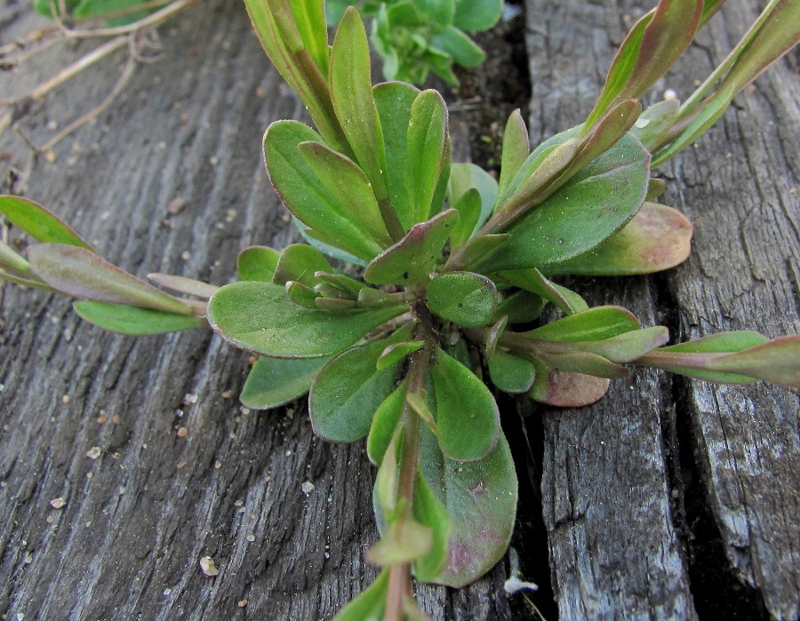 Image of Polygala amarella specimen.