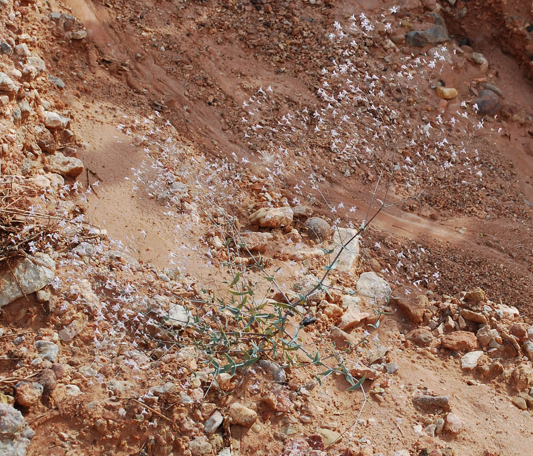 Image of Bolbosaponaria intricata specimen.