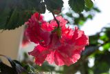 Hibiscus rosa-sinensis. Верхушка побега с цветком (махровая форма). Израиль, г. Бат-Ям, в культуре. 04.10.2021.