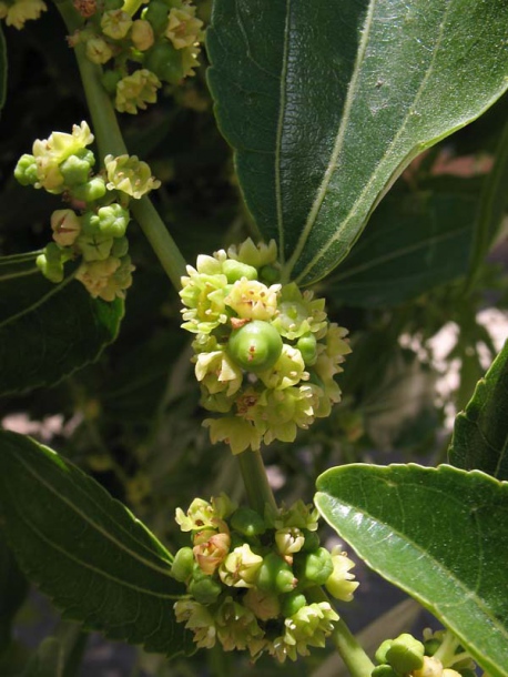 Image of Ziziphus jujuba specimen.