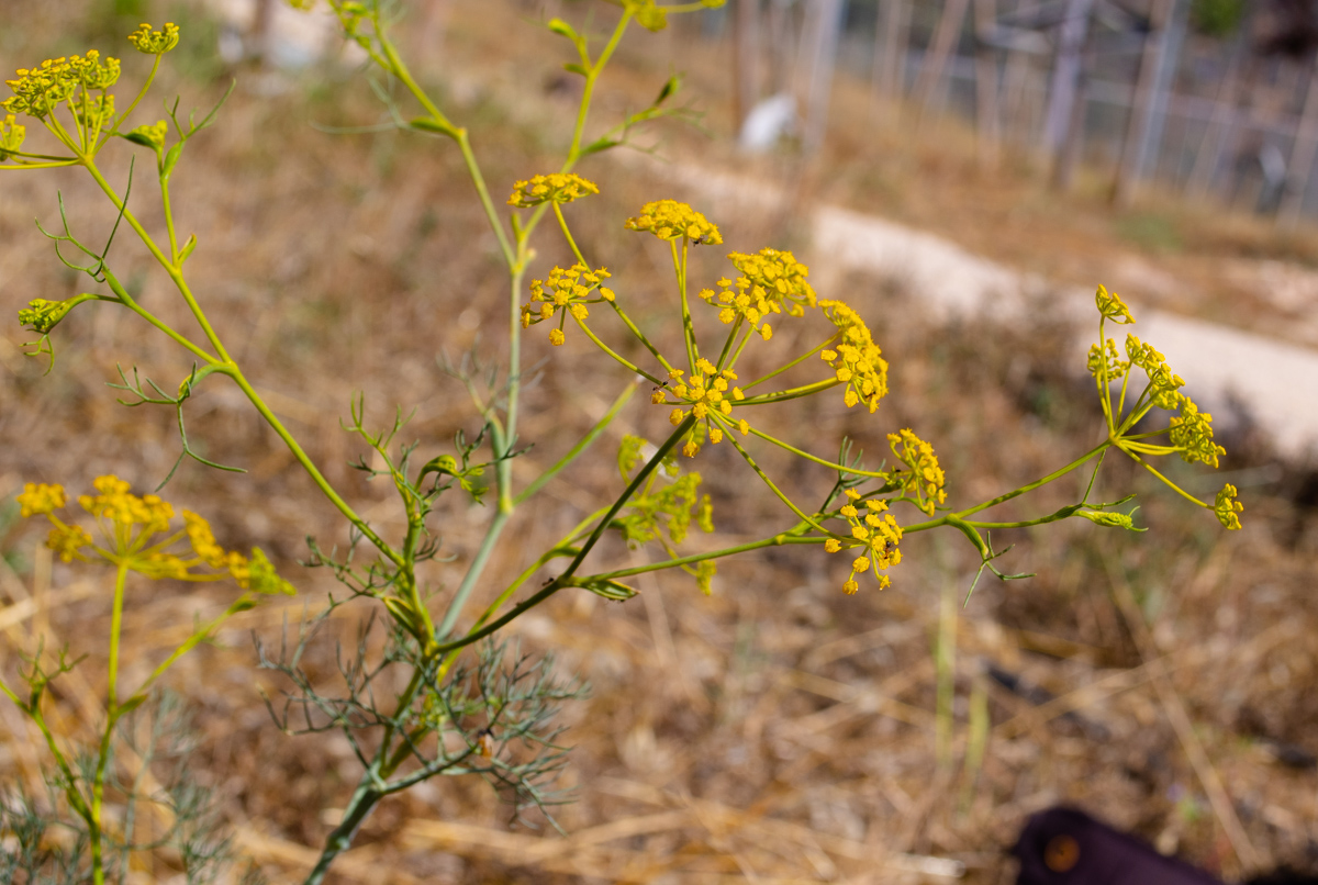 Image of Ridolfia segetum specimen.