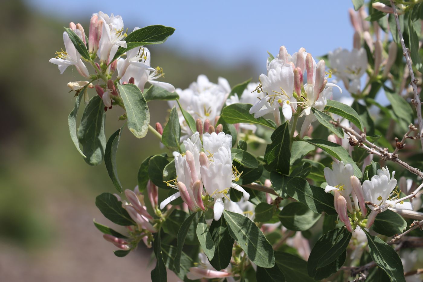 Image of Lonicera nummulariifolia specimen.