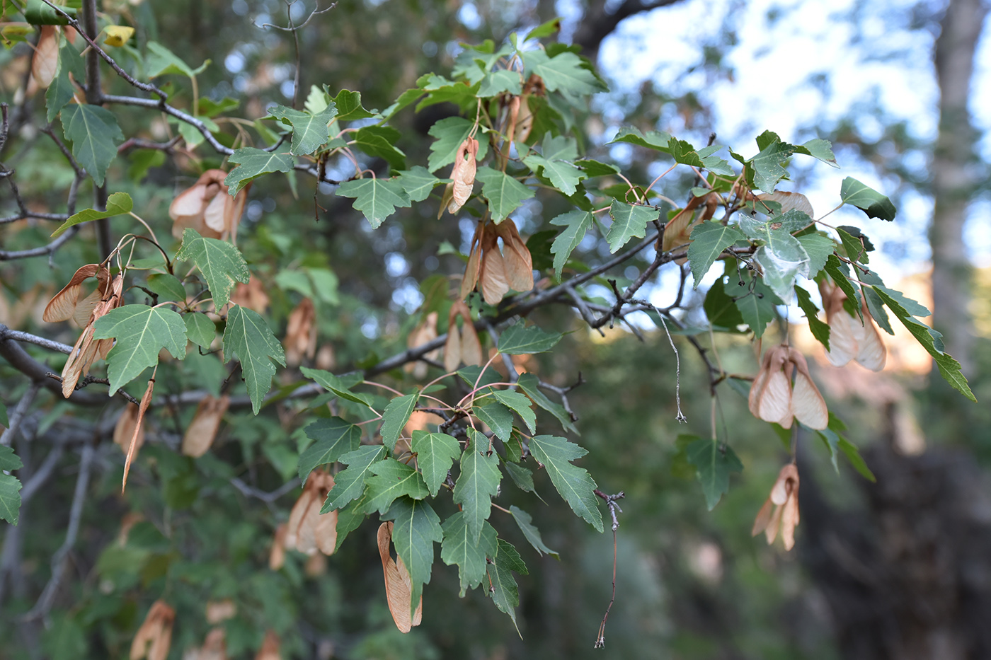 Image of Acer semenovii specimen.