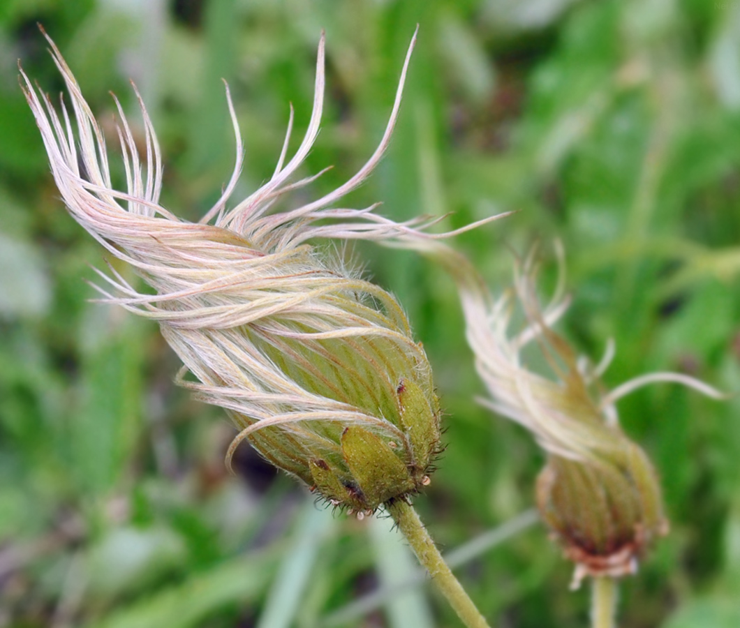 Image of Dryas oxyodonta specimen.