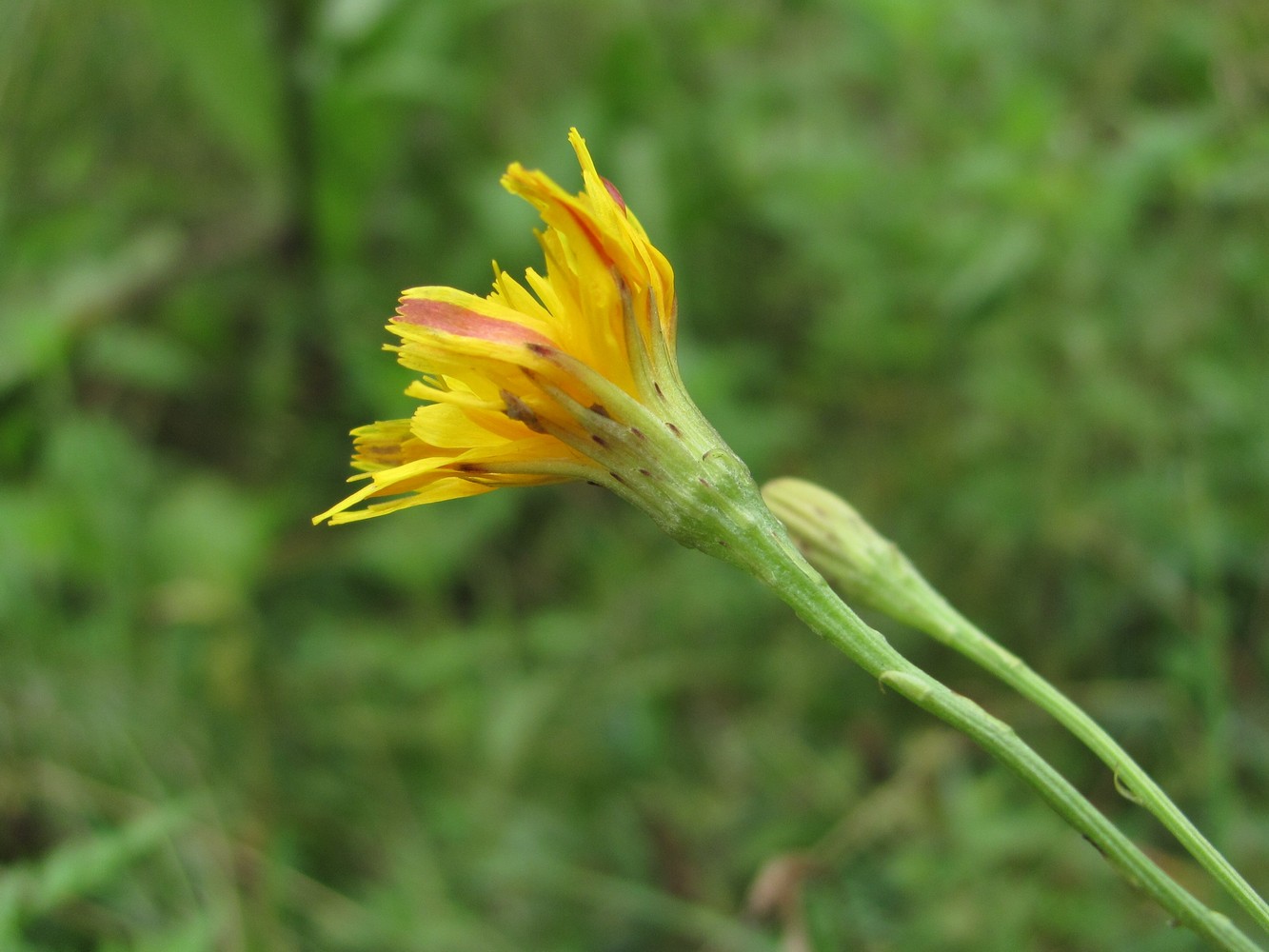 Image of Scorzoneroides autumnalis specimen.