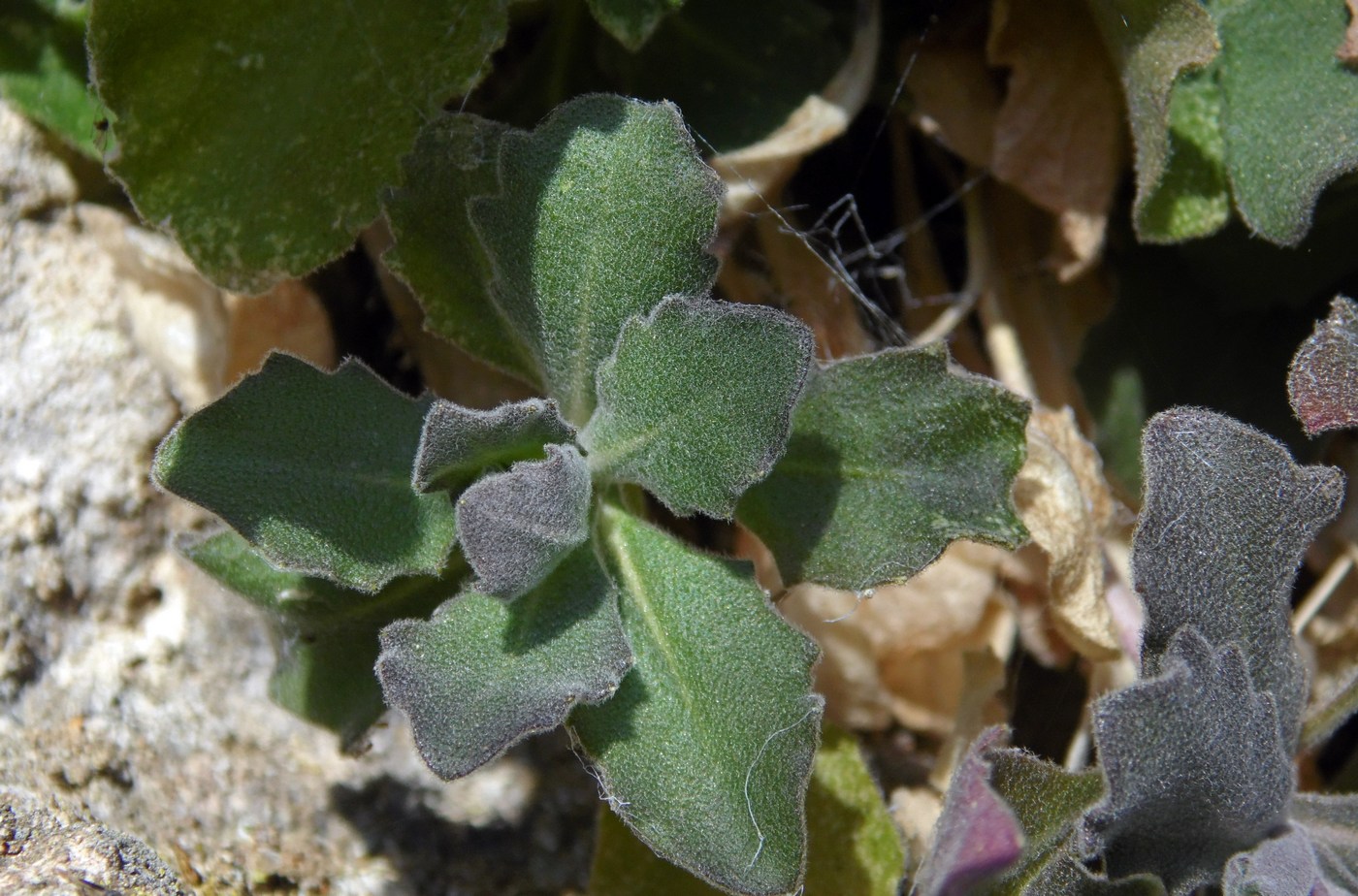 Изображение особи Arabis caucasica.