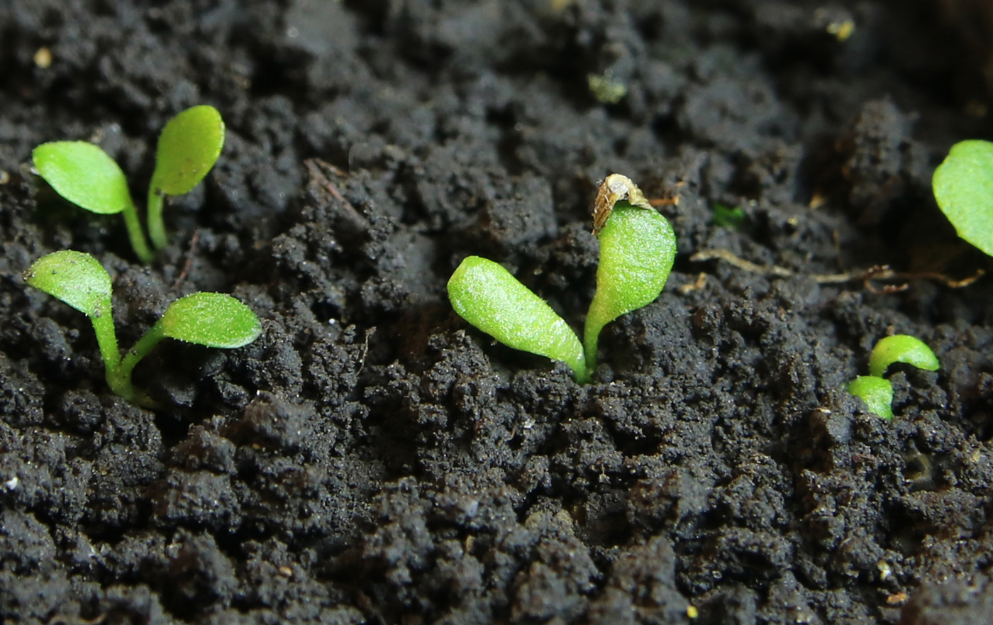 Image of Doronicum orientale specimen.