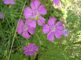 Dianthus pratensis