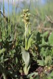 Dactylorhiza viridis. Цветущее растение. Крым, Тырке яйла, луговина на склоне. 05.06.2022.