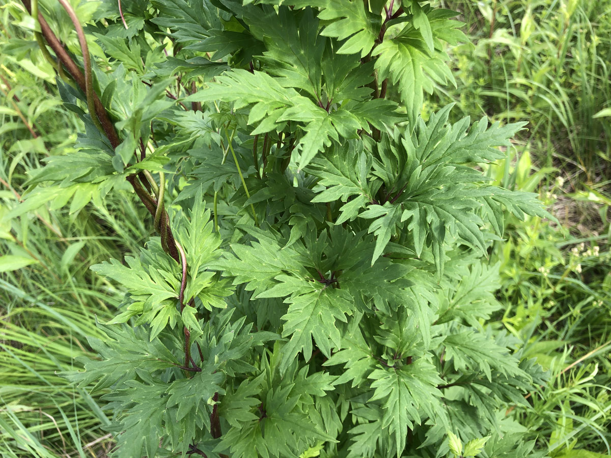 Image of Aconitum sczukinii specimen.