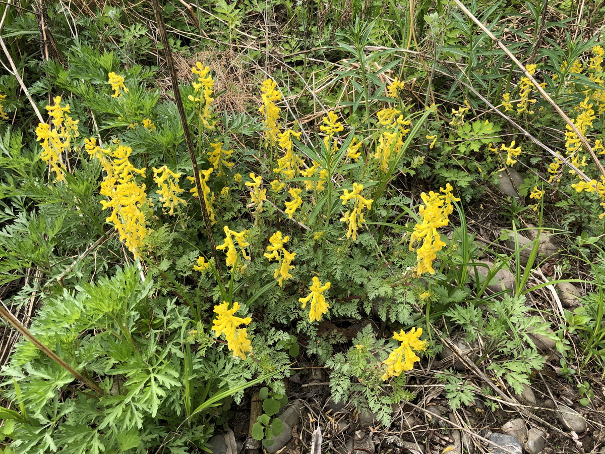 Изображение особи Corydalis speciosa.