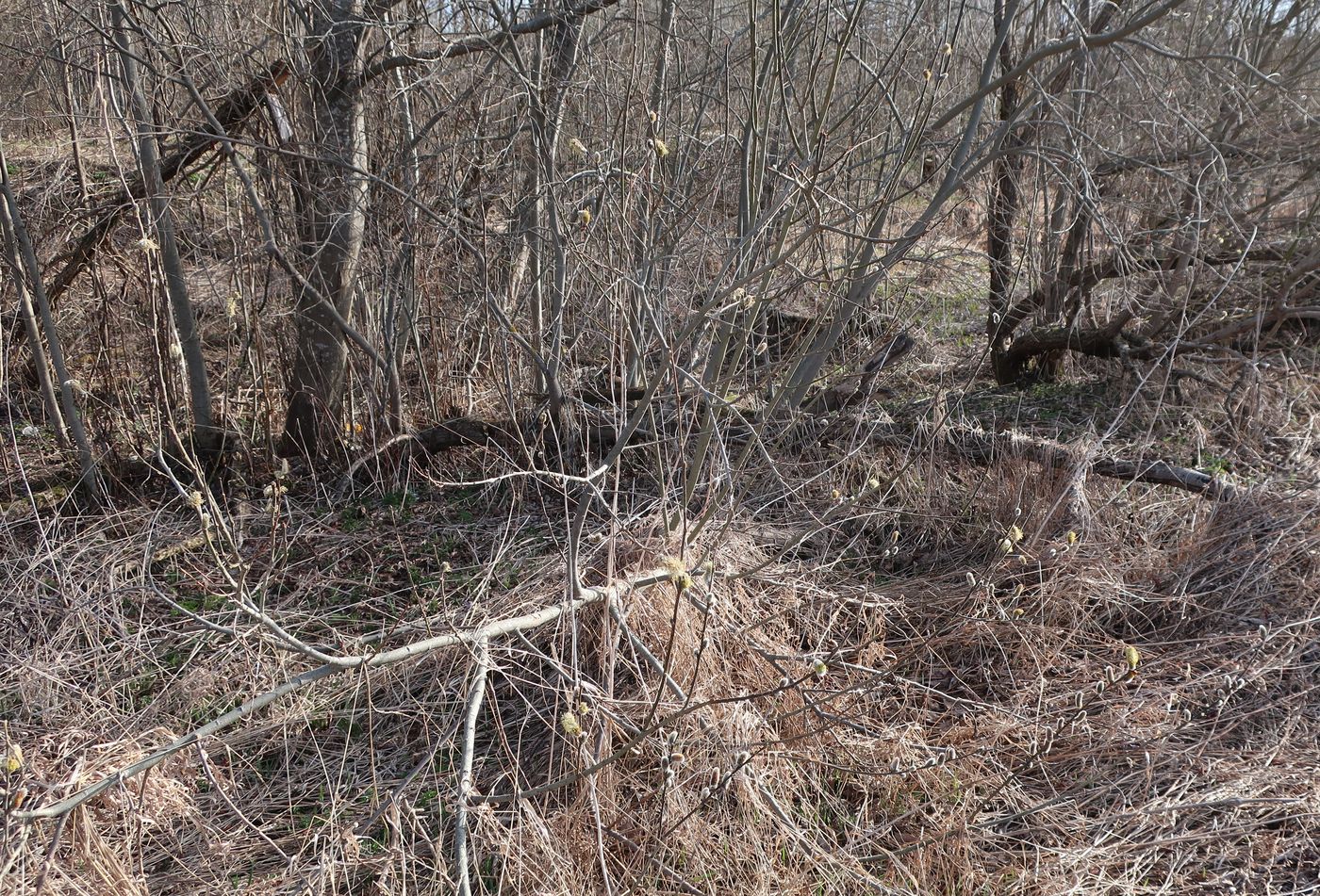 Image of Salix cinerea specimen.