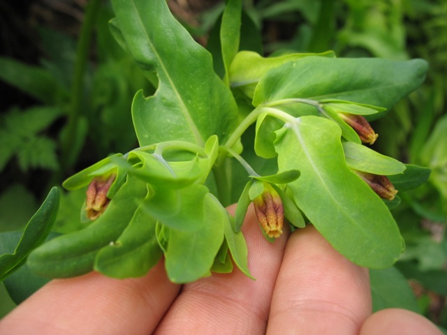 Image of Cerinthe glabra ssp. caucasica specimen.