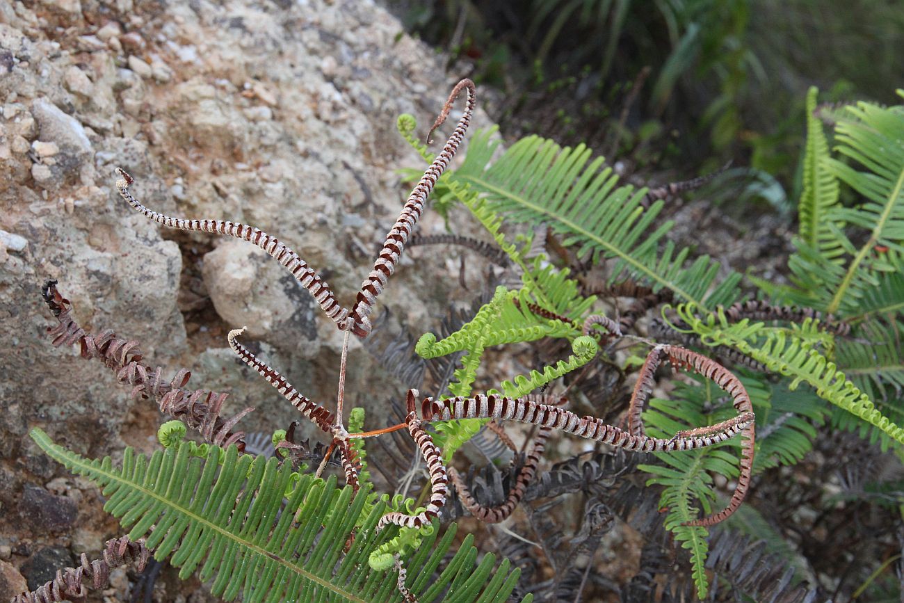 Изображение особи Dicranopteris linearis.