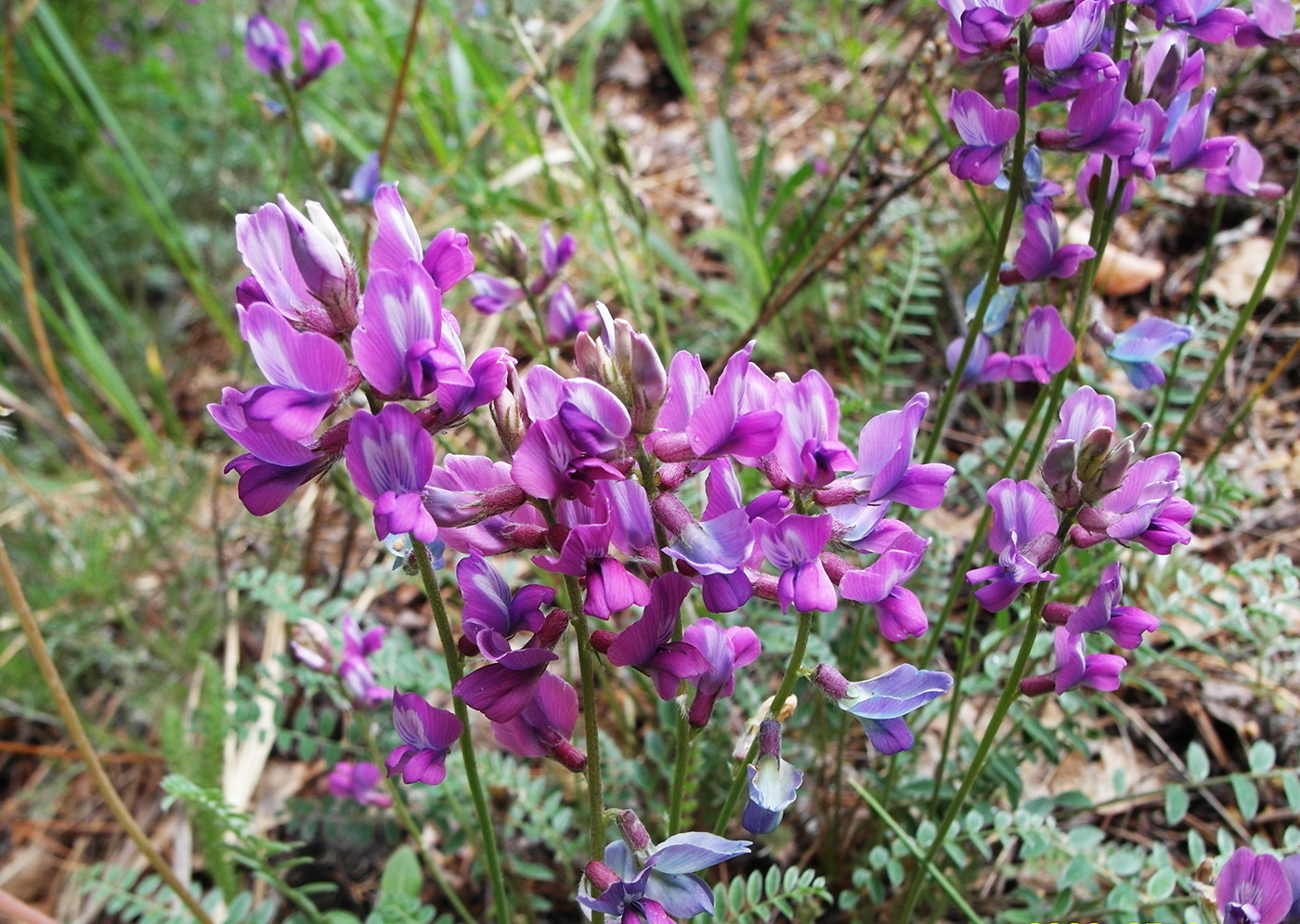 Image of Oxytropis brevicaulis specimen.