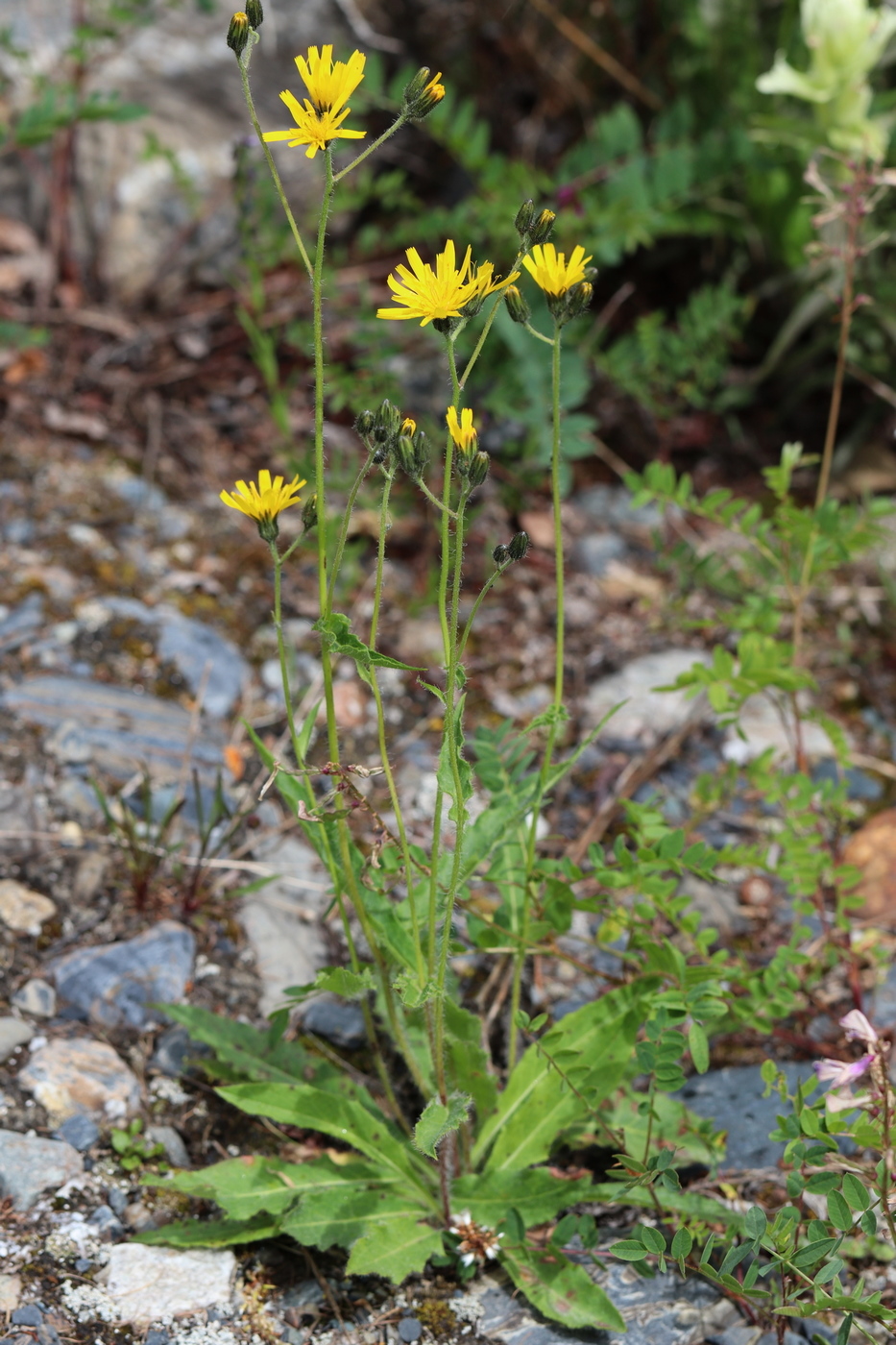 Image of Hieracium korshinskyi specimen.