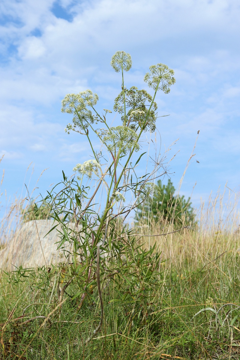 Изображение особи Cenolophium fischeri.