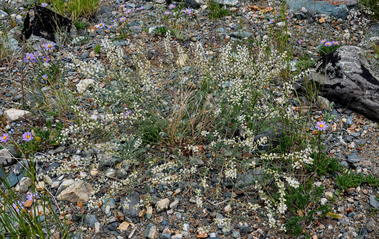 Изображение особи Astragalus puberulus.