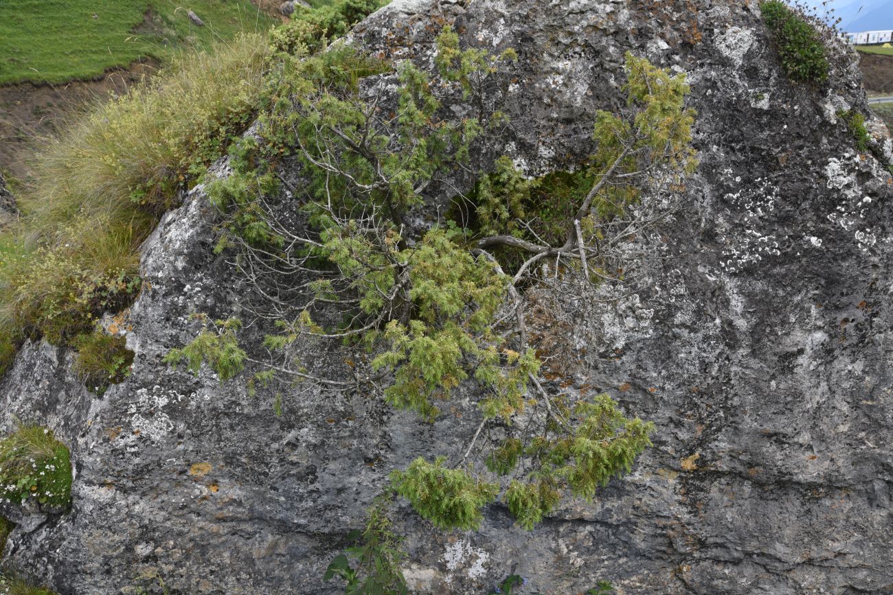 Изображение особи Juniperus oblonga.