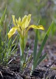 Смотреть изображение Iris humilis