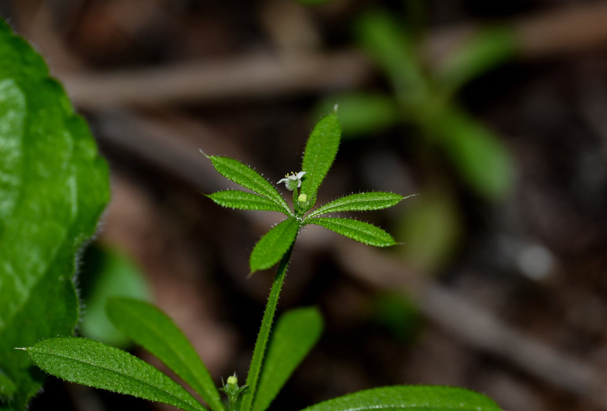 Image of Galium aparine specimen.