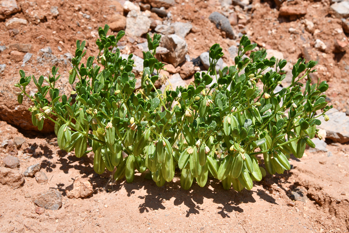 Image of Zygophyllum lehmannianum specimen.