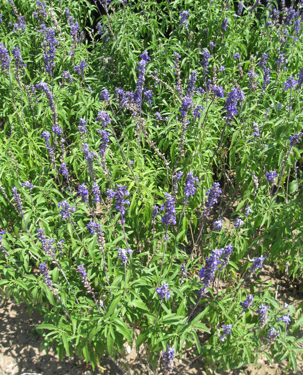 Изображение особи Salvia farinacea.