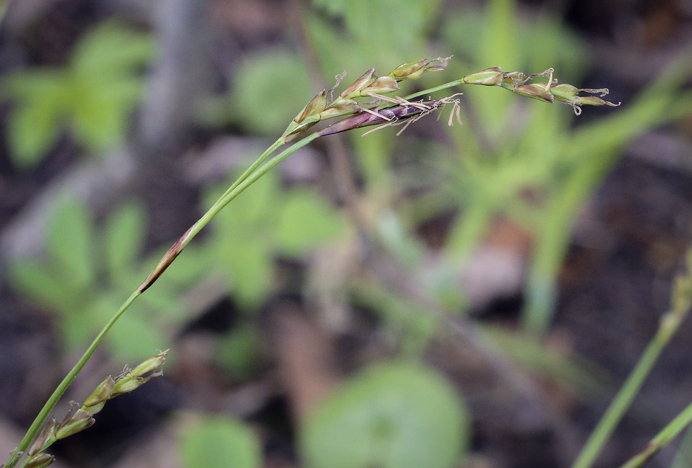 Изображение особи Carex digitata.