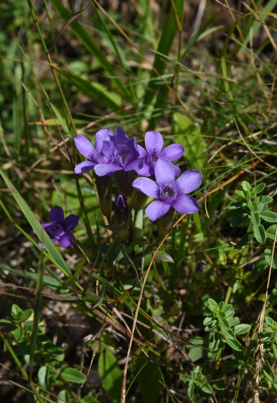 Image of Gentianella biebersteinii specimen.