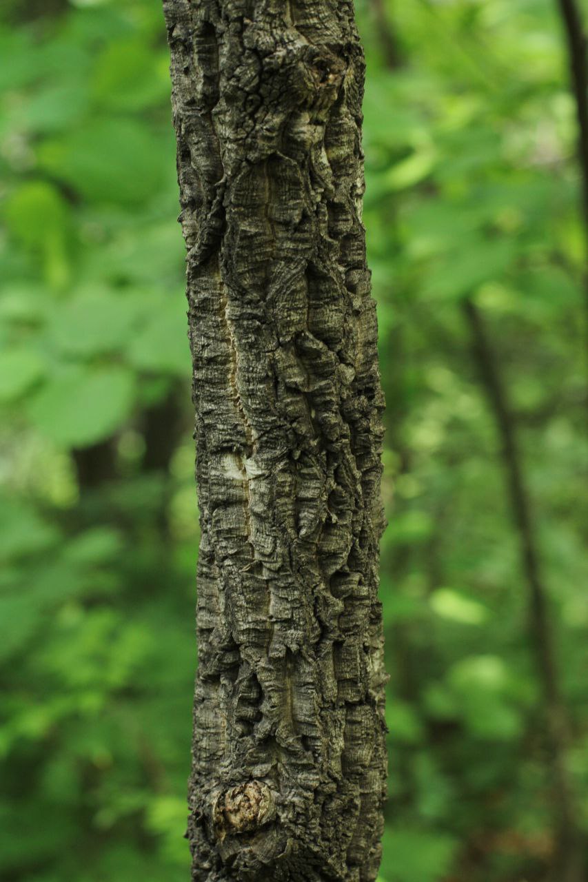 Image of Phellodendron amurense specimen.