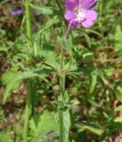 Epilobium hirsutum. Часть стебля с листьями и пазушными побегами. Чечня, Шаройский р-н, юго-восточный склон горы Чархунышкорт, выс. 2100 м н.у.м, на дороге. 7 августа 2023 г.