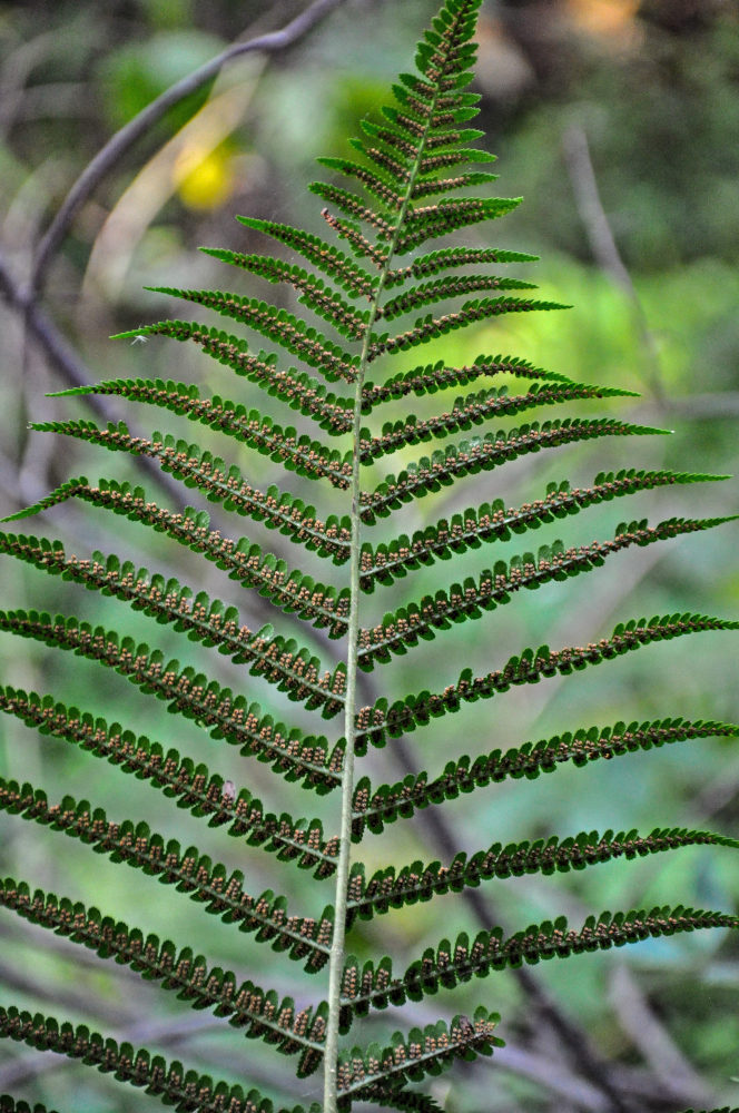 Image of Dryopteris filix-mas specimen.